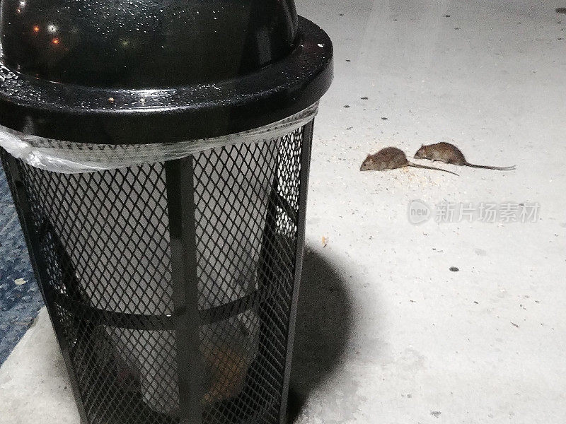 NYC Rat Rodents Eating Off Ground Near Trash Can